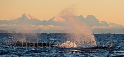 BB 13 0011 / Megaptera novaeangliae / Knølhval